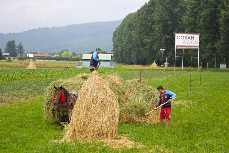hay-making